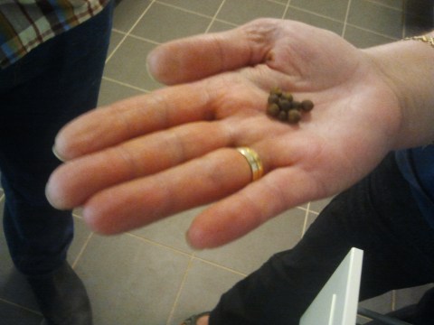 Leila with Krudpeppar Krudpeppar in leila's hand