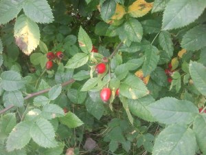 Rosehips